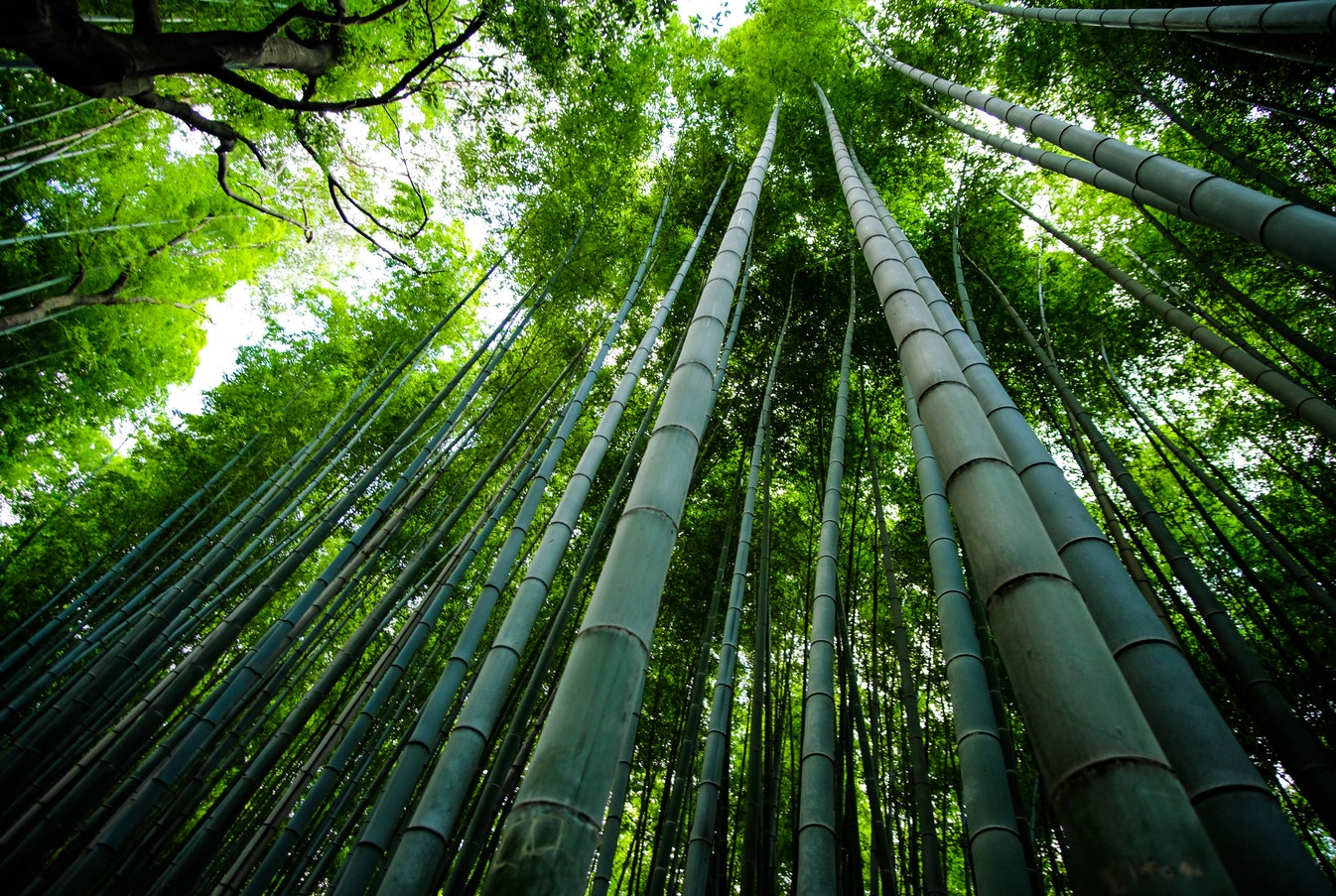 bamboo:the miracle plant