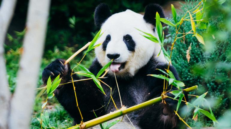 panda with bamboo instead of plastic
