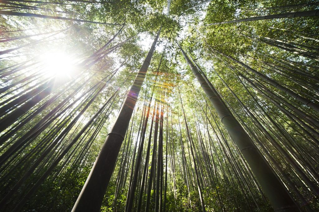 bamboo